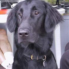 Flat coated retriever Trille