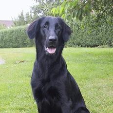 Flat coated retriever Trille