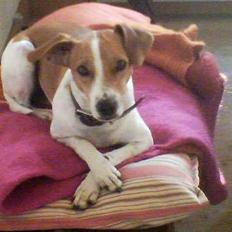 Dansk svensk gaardhund Alma