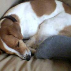 Dansk svensk gaardhund Alma