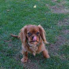 Cavalier king charles spaniel Nemo (død, 2011)