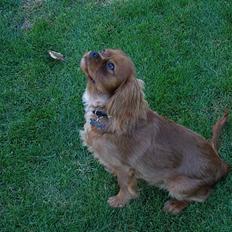 Cavalier king charles spaniel Nemo (død, 2011)
