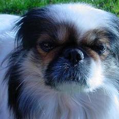 Pekingeser Molly *DØD*