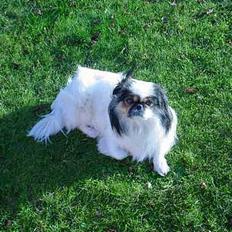 Pekingeser Molly *DØD*