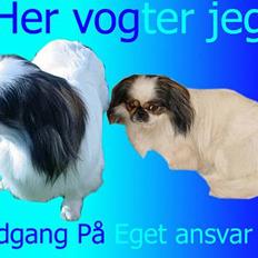 Pekingeser Molly *DØD*
