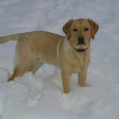 Labrador retriever Lunte
