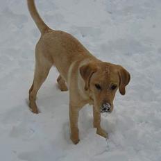 Labrador retriever Lunte