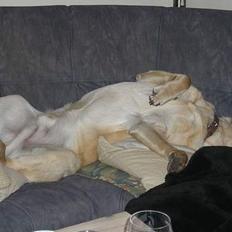 Labrador retriever Lunte