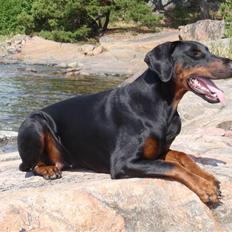 Dobermann Cato (Torontos Unique)