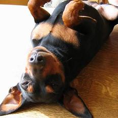 Dvaergpinscher Tikki