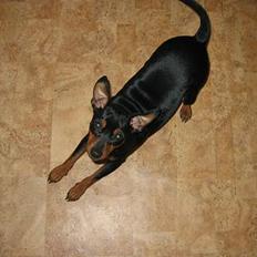 Dvaergpinscher Tikki