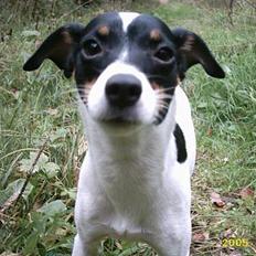 Dansk svensk gaardhund Freja