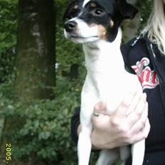 Dansk svensk gaardhund Freja