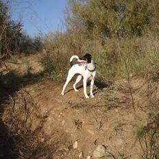Dansk svensk gaardhund Freja