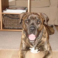 Amerikansk bulldog Buster