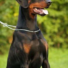 Dobermann (Genning's Excalibur)Nero