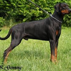 Dobermann (Genning's Excalibur)Nero