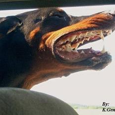 Dobermann (Genning's Excalibur)Nero