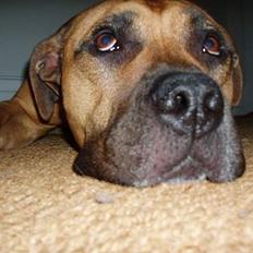 Amerikansk staffordshire terrier carlson