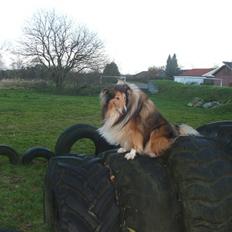 Collie langhåret  Monty RIP