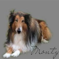 Collie langhåret  Monty RIP