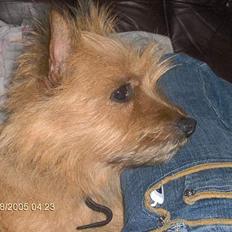 Blanding af racer makker