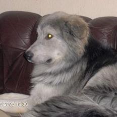 Blanding af racer laban