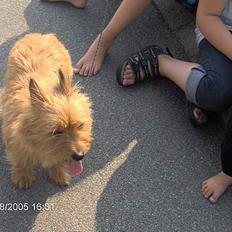 Blanding af racer makker