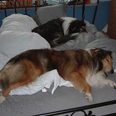 Collie langhåret  Monty RIP