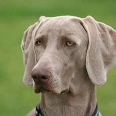 Weimaraner Ronja