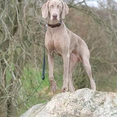 Weimaraner Ronja
