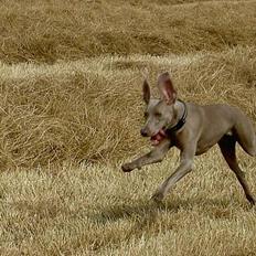 Weimaraner Ronja