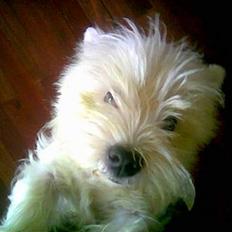 West highland white terrier Saci 