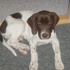 Gammel dansk hønsehund Balder