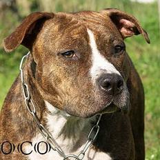 Amerikansk staffordshire terrier Highland Dear Coco
