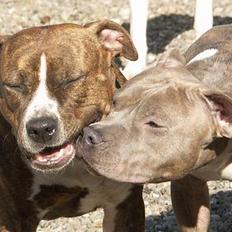 Amerikansk staffordshire terrier Highland Dear Coco