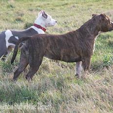 Amerikansk staffordshire terrier Highland Dear Coco