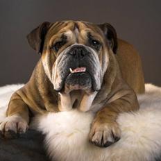 Engelsk bulldog Tabasco