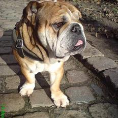 Engelsk bulldog Tabasco