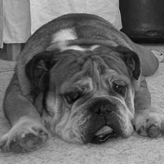 Engelsk bulldog Tabasco