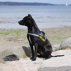 Amerikansk staffordshire terrier nala R.I.P