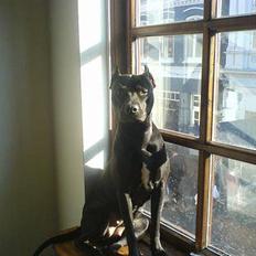 Amerikansk staffordshire terrier nala R.I.P