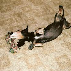 Gravhund Bølle  R.I.P.