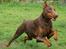 Dobermann Carina Al-Bet R.I.P. -  Almost airborn....
