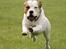 Blanding af racer (Bull/Rott) Morgan R.I.P - Jah det mig =D
