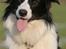 Border collie Aya *15.1.2003 - 12.1.2016* - Halløøøøøøj.... ;o)
