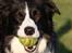 Border collie Aya *15.1.2003 - 12.1.2016* - Hvis du kaster bolden, så henter jeg den :-))