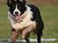 Border collie Aya *15.1.2003 - 12.1.2016* - Jaaah, fuld fart fremad... 