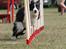 Border collie Aya *15.1.2003 - 12.1.2016* - Fuld fart gennem slalommen