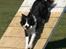 Border collie Aya *15.1.2003 - 12.1.2016* - Jeg har styr på det med felterne... 
